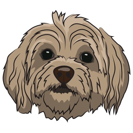 Signmission Terripoo Dog Decal, Dog Lover Decor Vinyl Sticker D-12-Terripoo